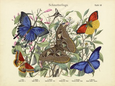 Butterflies by German School